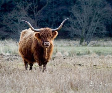 Highland Cow in the Afternoon